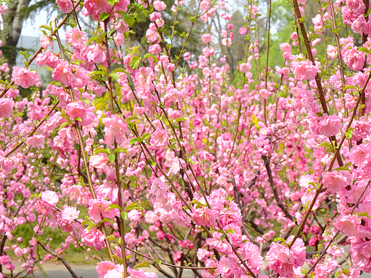 桃花1