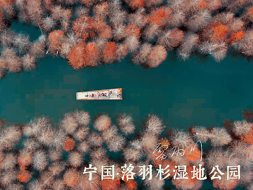宁国落羽杉，美翻整个秋天