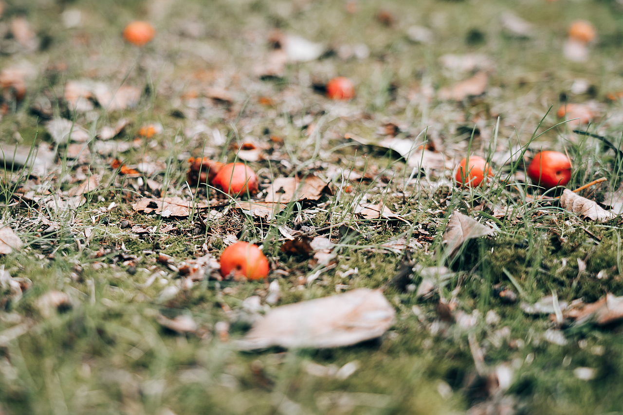 【摄影】秋日随拍