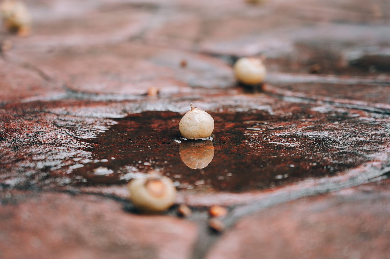 【摄影】秋日随拍