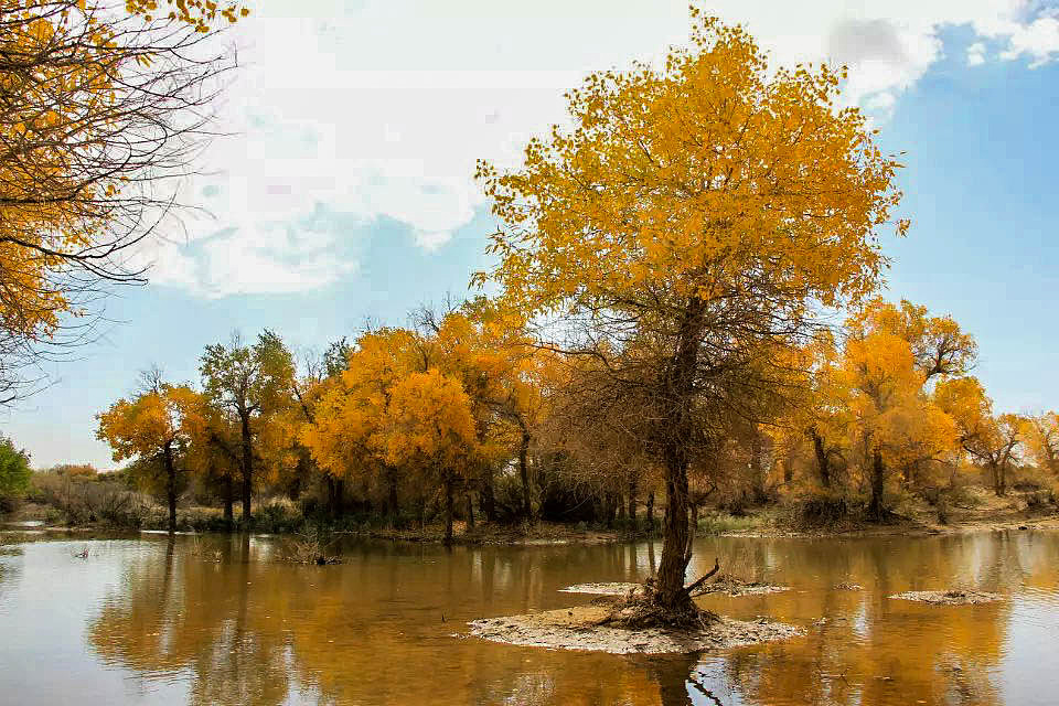 额济纳旗胡杨林(早期摄影作品)