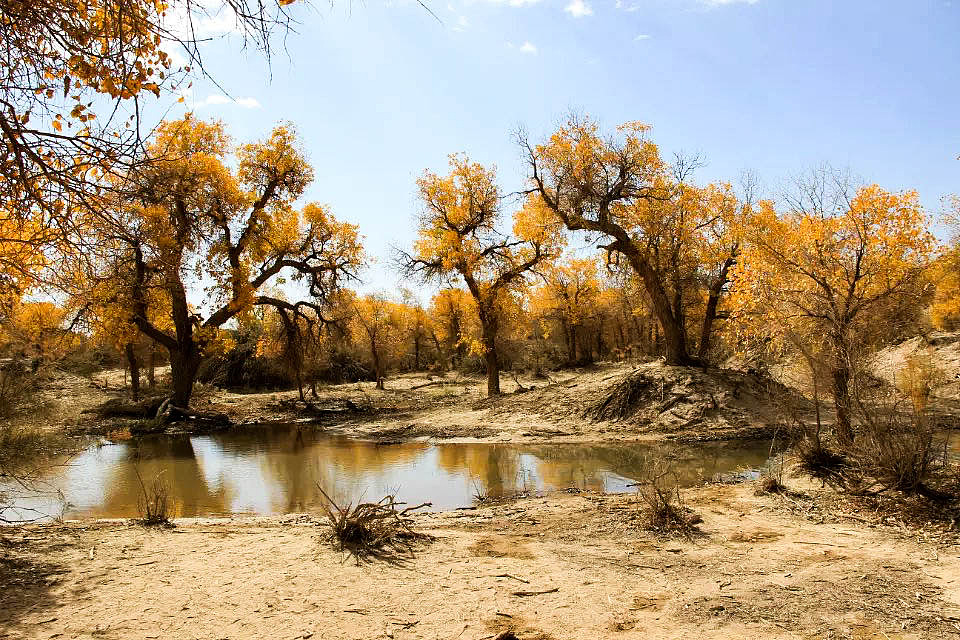 额济纳旗胡杨林(早期摄影作品)