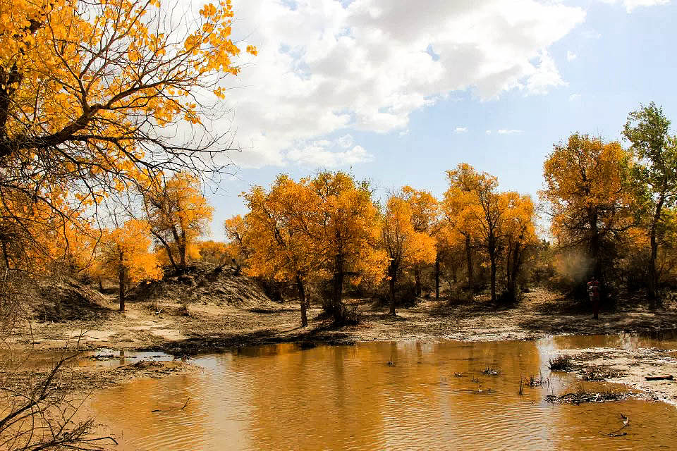 额济纳旗胡杨林(早期摄影作品)