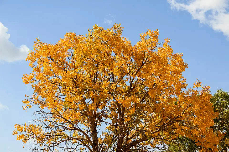 额济纳旗胡杨林(早期摄影作品)