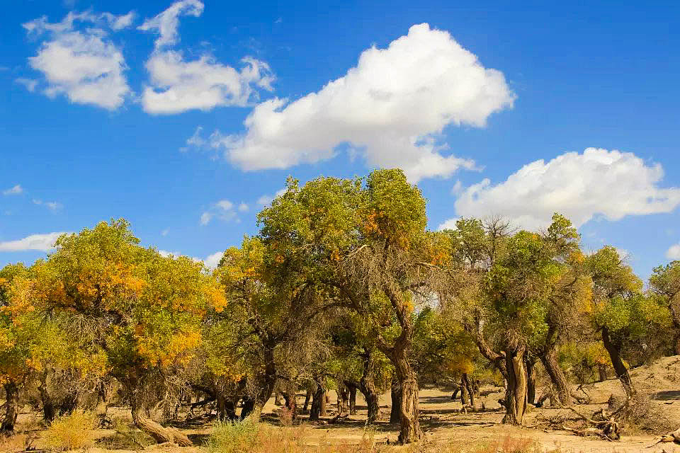 额济纳旗胡杨林(早期摄影作品)