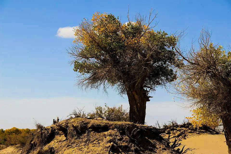 额济纳旗胡杨林(早期摄影作品)