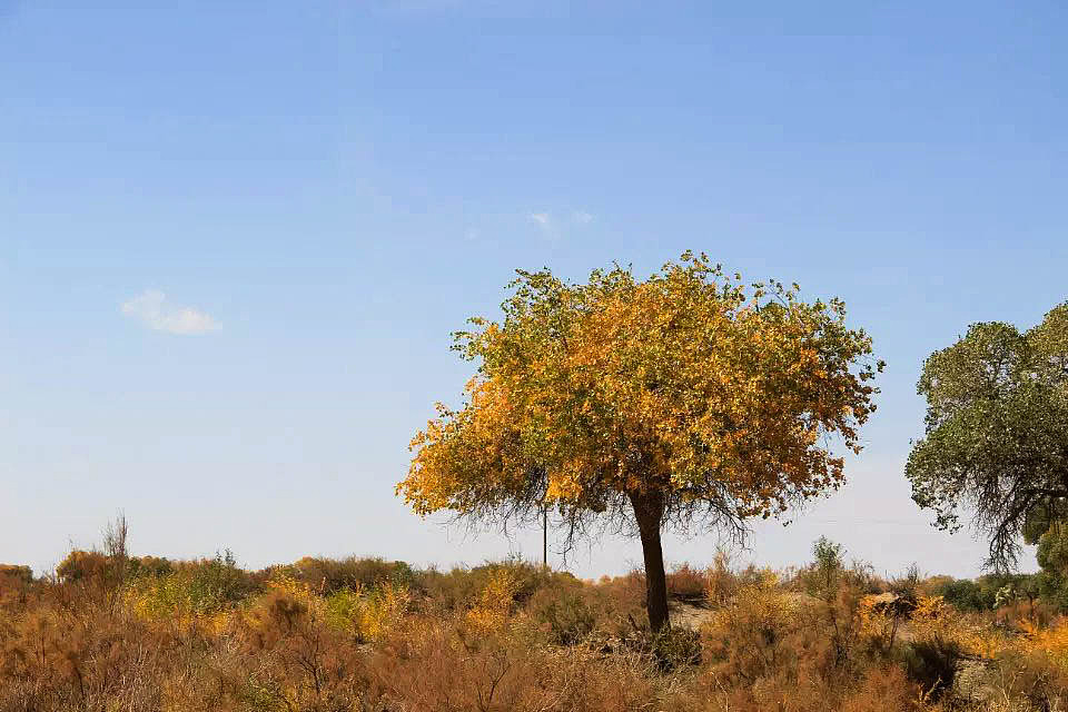 额济纳旗胡杨林(早期摄影作品)