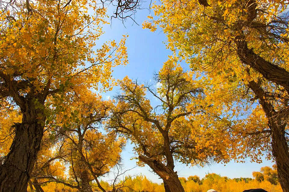 额济纳旗胡杨林(早期摄影作品)