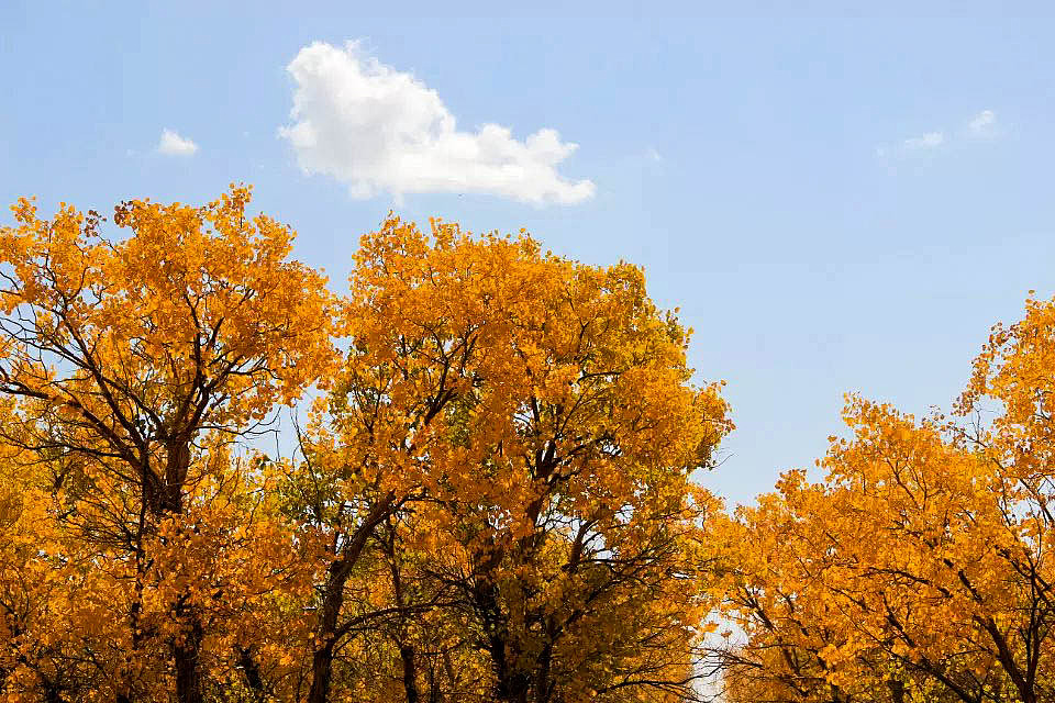 额济纳旗胡杨林(早期摄影作品)