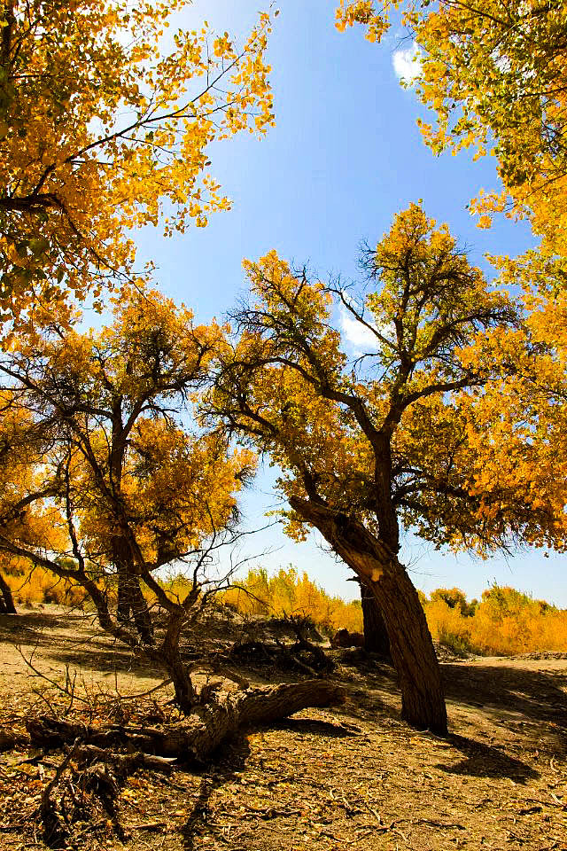 额济纳旗胡杨林(早期摄影作品)