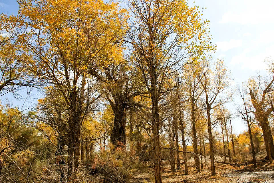 额济纳旗胡杨林(早期摄影作品)