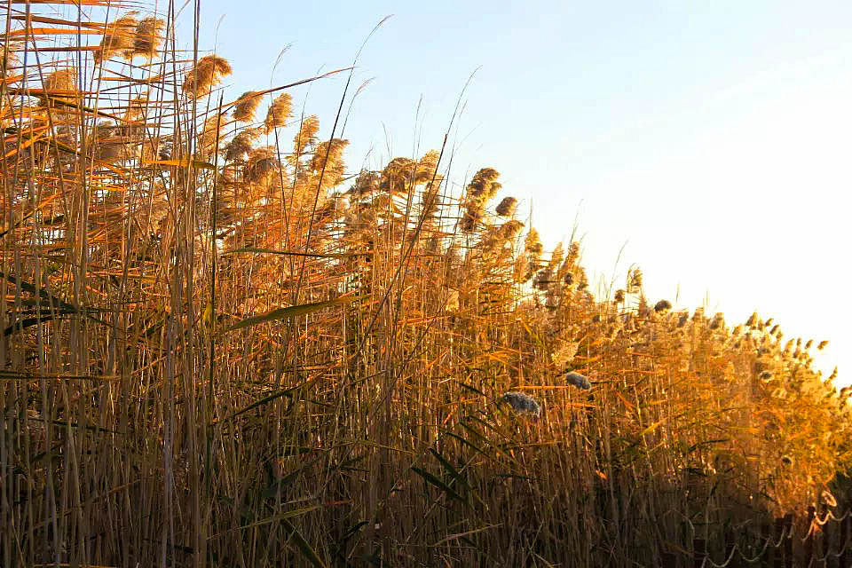 额济纳旗胡杨林(早期摄影作品)