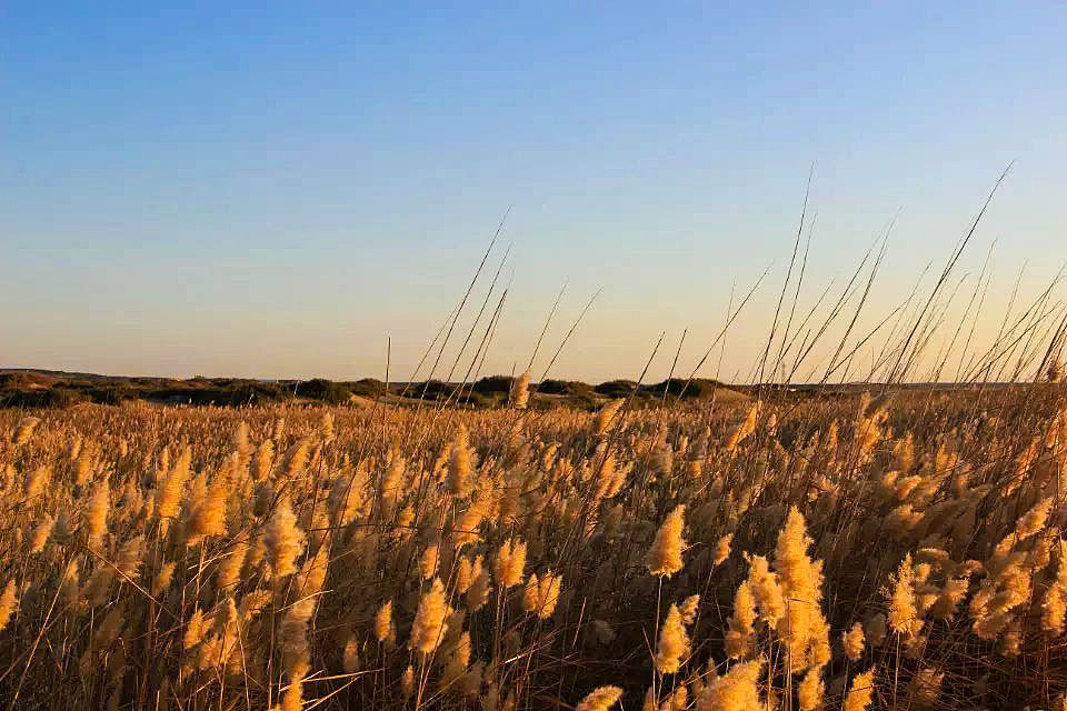 额济纳旗胡杨林(早期摄影作品)