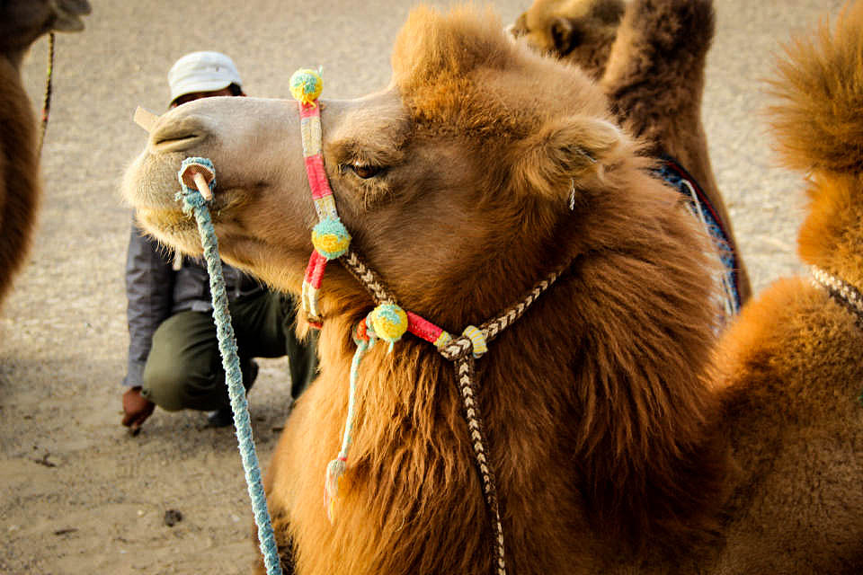 额济纳旗胡杨林(早期摄影作品)