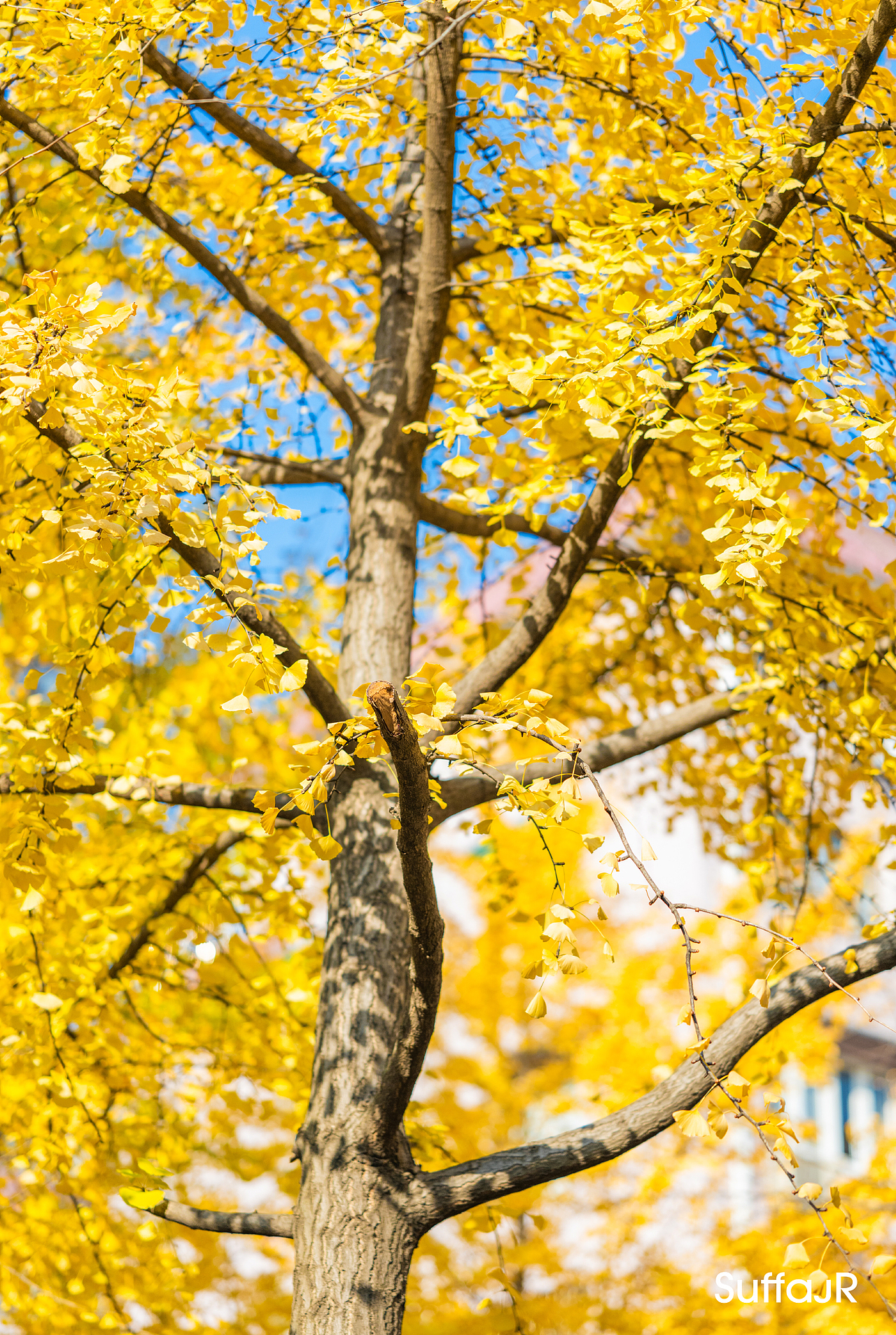 上海局门路银杏街
