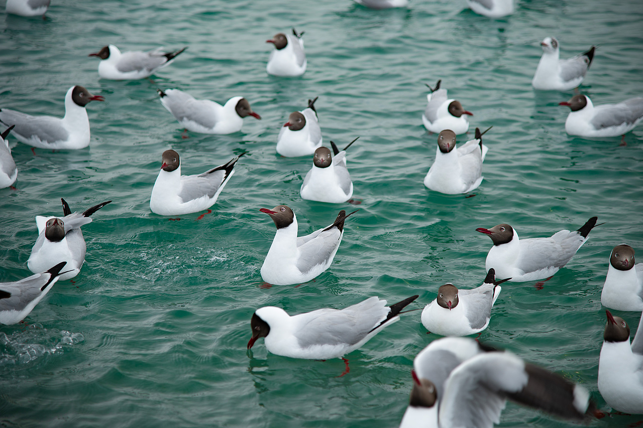 青海湖海鸥（图ZMzgyNzU1ODgw） - 风光摄影 - 站酷设计师光影猎手CJ原创素材 - 站酷ZCOOL