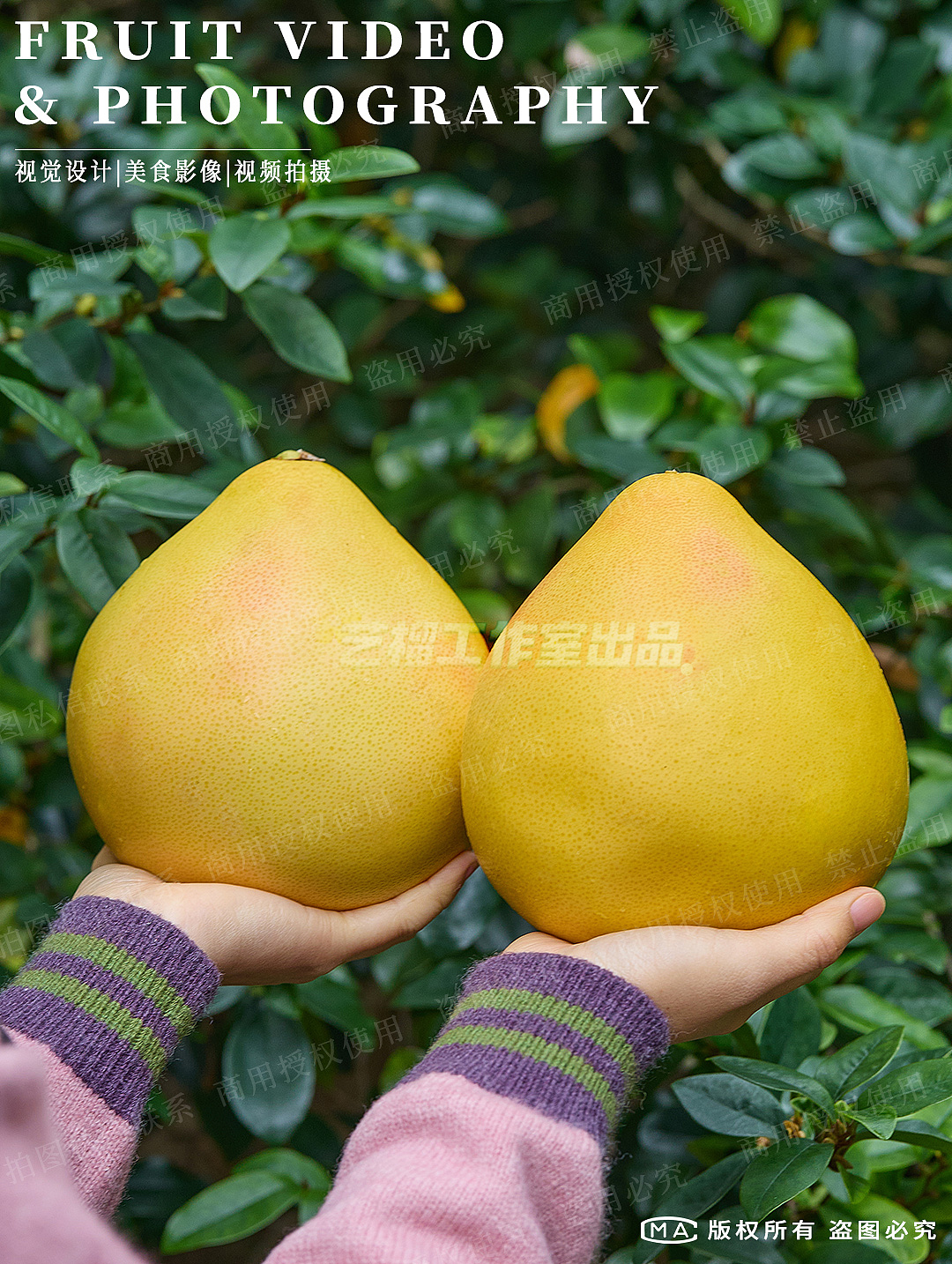 三红蜜柚拍摄|柚子图片拍摄|水果拍摄