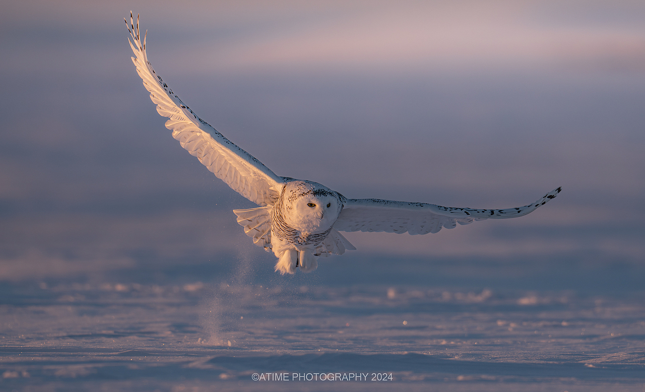 《雪中海德薇》雪鸮拍摄记（图ZMzgyNzkyMDE2） - 风光摄影 - 站酷设计师ATIME斯基原创素材 - 站酷ZCOOL