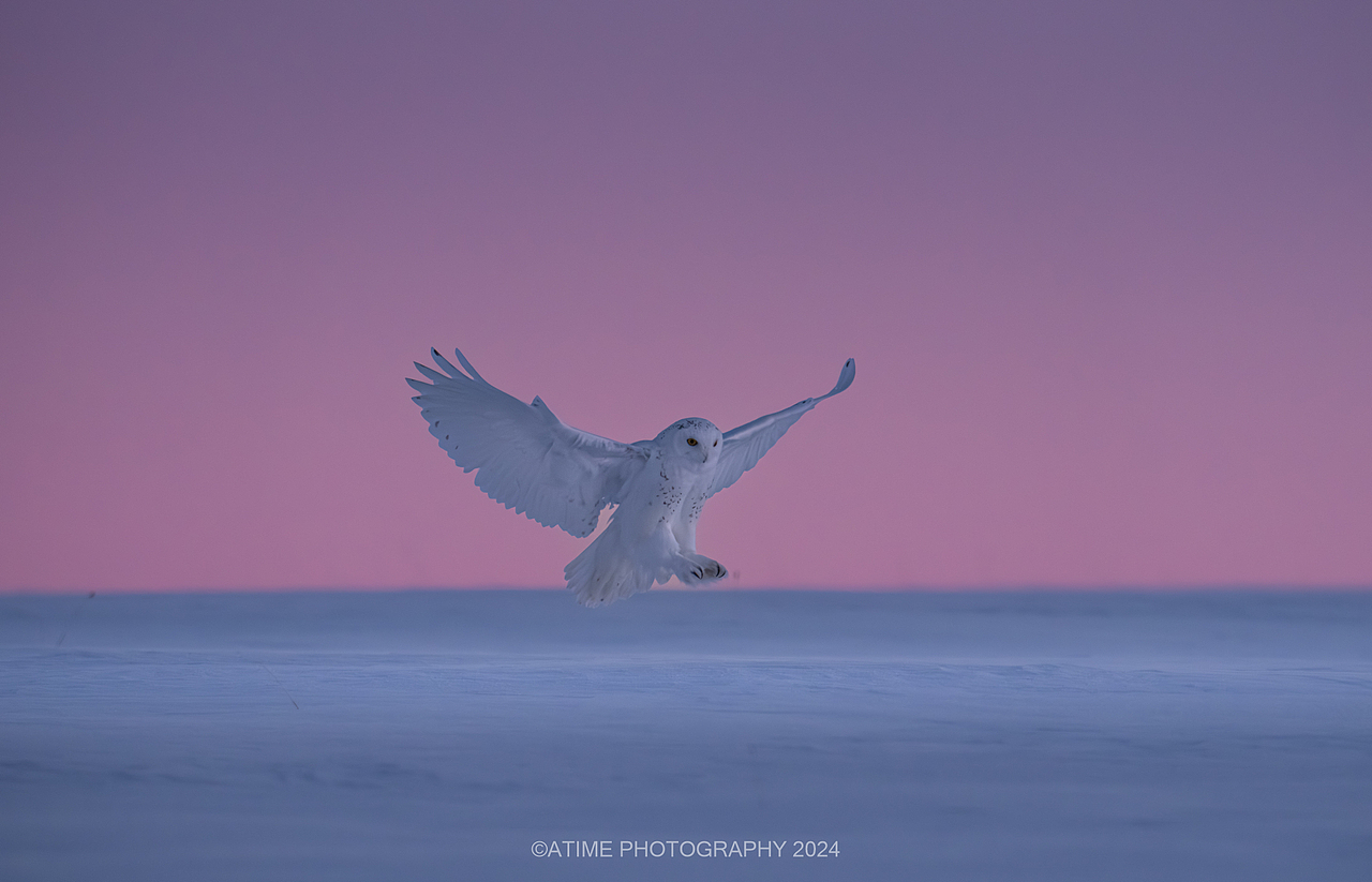 《雪中海德薇》雪鸮拍摄记（图ZMzgyNzkyMDMy） - 风光摄影 - 站酷设计师ATIME斯基原创素材 - 站酷ZCOOL