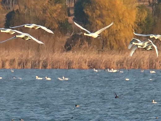 滁州市明湖天鹅秀