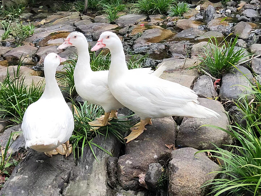 🦆溪边的白衣精灵