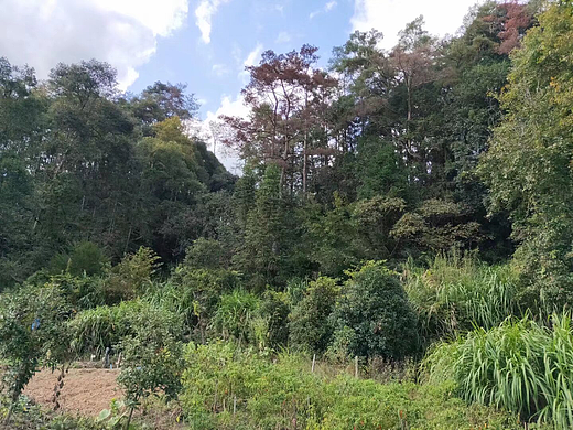 🌳山林间的绿色宝藏