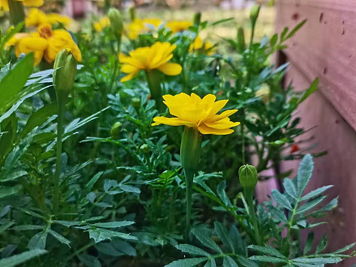手机摄影-花卉7
