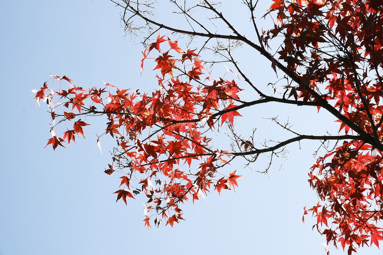 东京·代代木公园