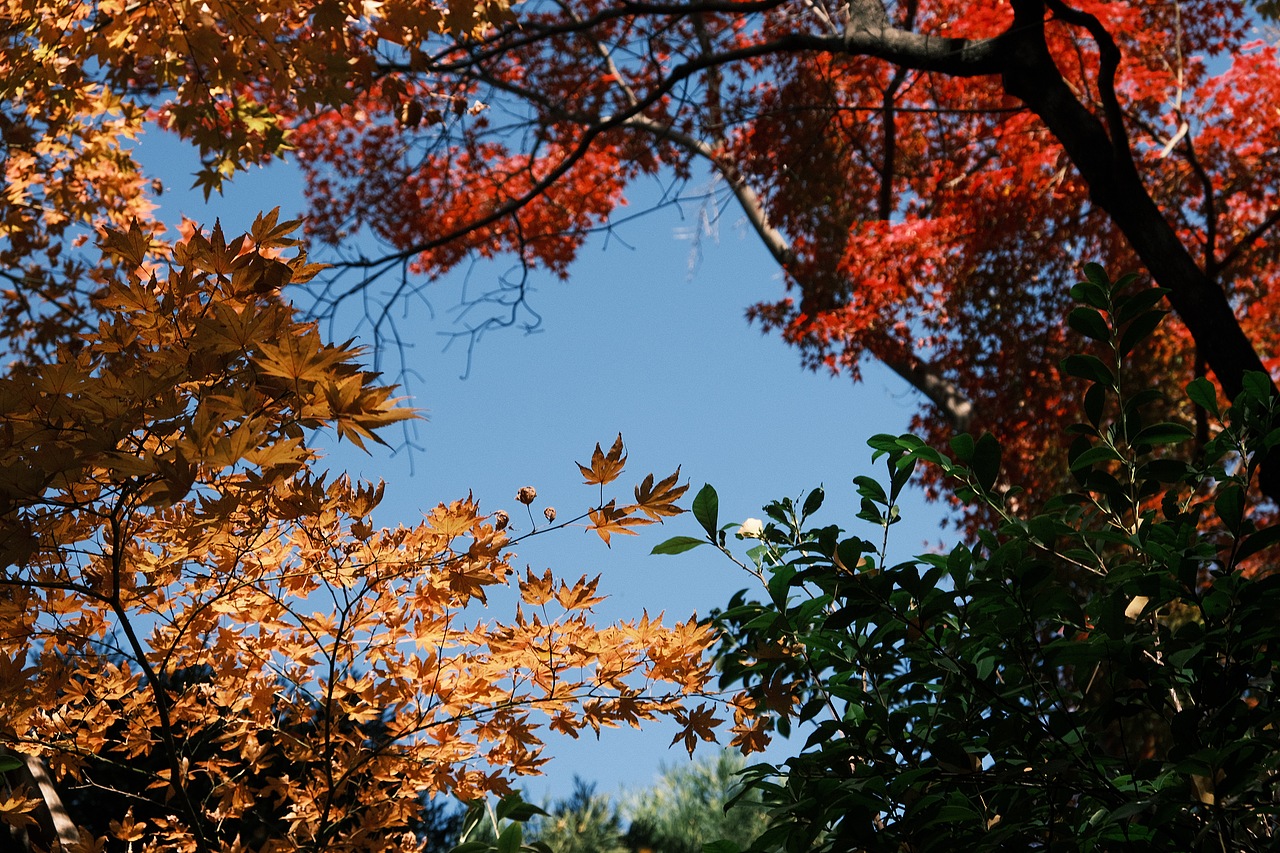 东京·代代木公园
