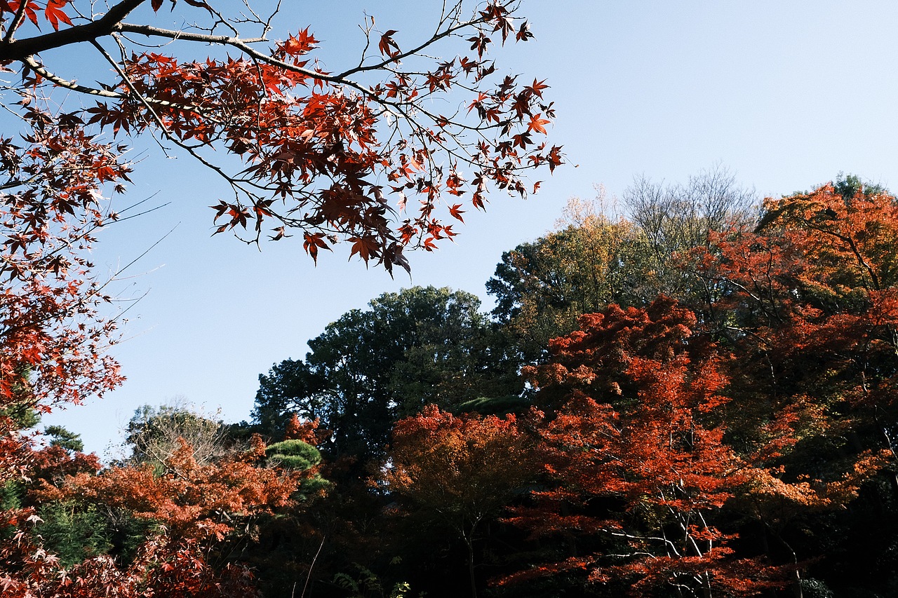 东京·代代木公园