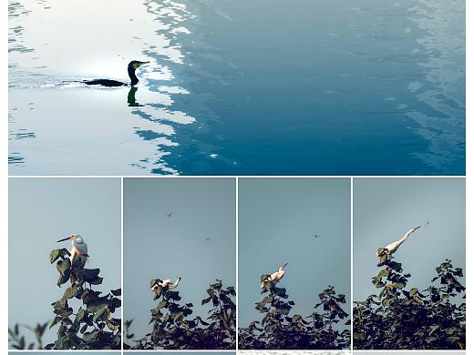 树上停着只什么鸟