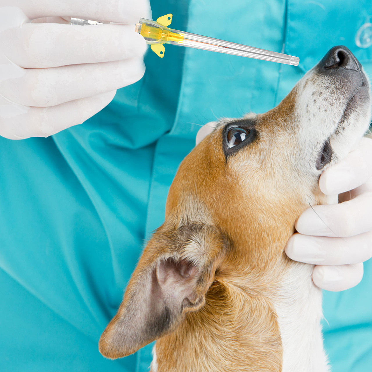 亚马逊宠物留置针