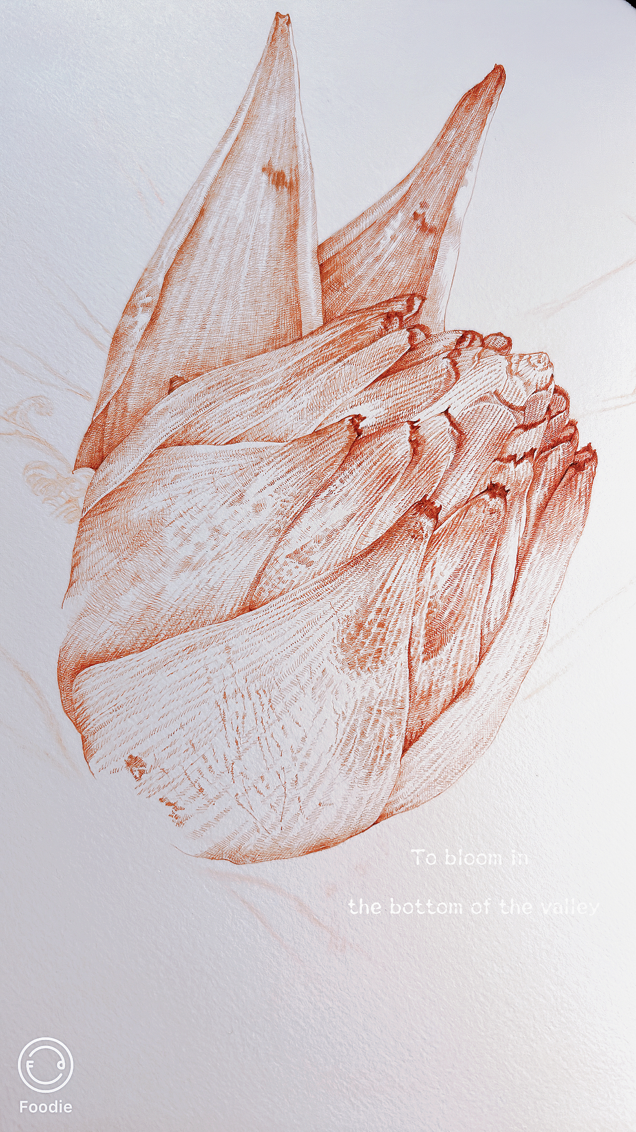蘸水笔针管笔｜地涌金莲（图ZMzgzMDI1NDQw） - 艺术插画 - 站酷设计师CatCastleDZ原创素材 - 站酷ZCOOL