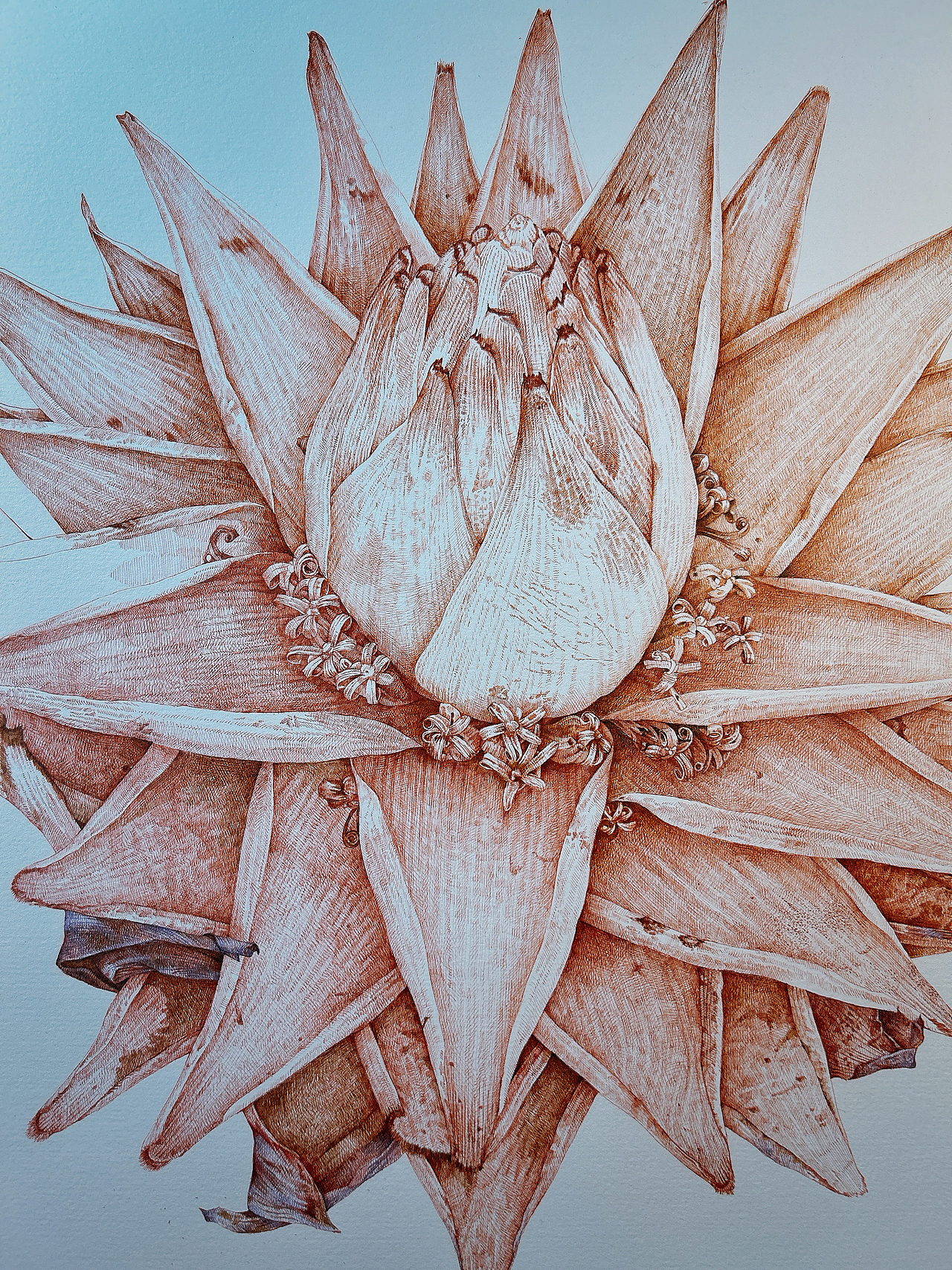 蘸水笔针管笔｜地涌金莲（图ZMzgzMDI1NDY4） - 艺术插画 - 站酷设计师CatCastleDZ原创素材 - 站酷ZCOOL