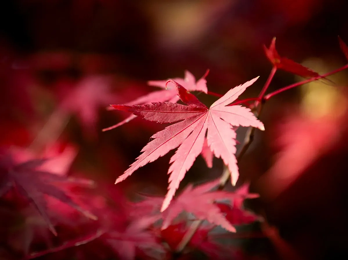 秋的枫叶🍁真的很美