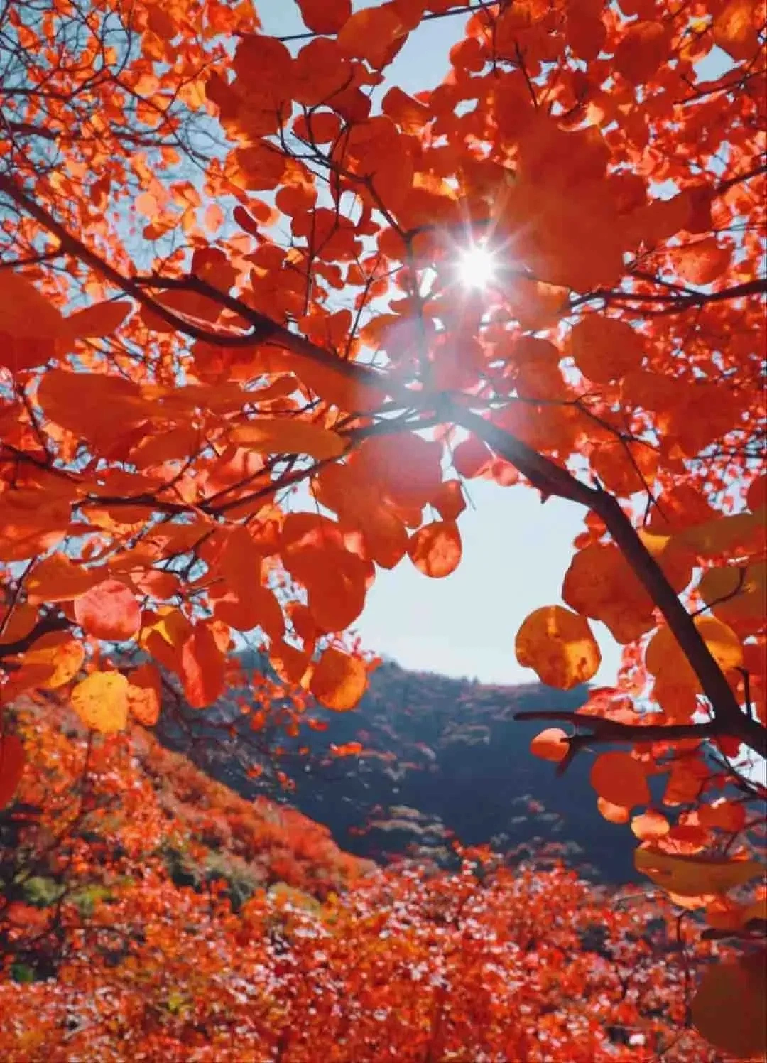 秋的枫叶🍁真的很美