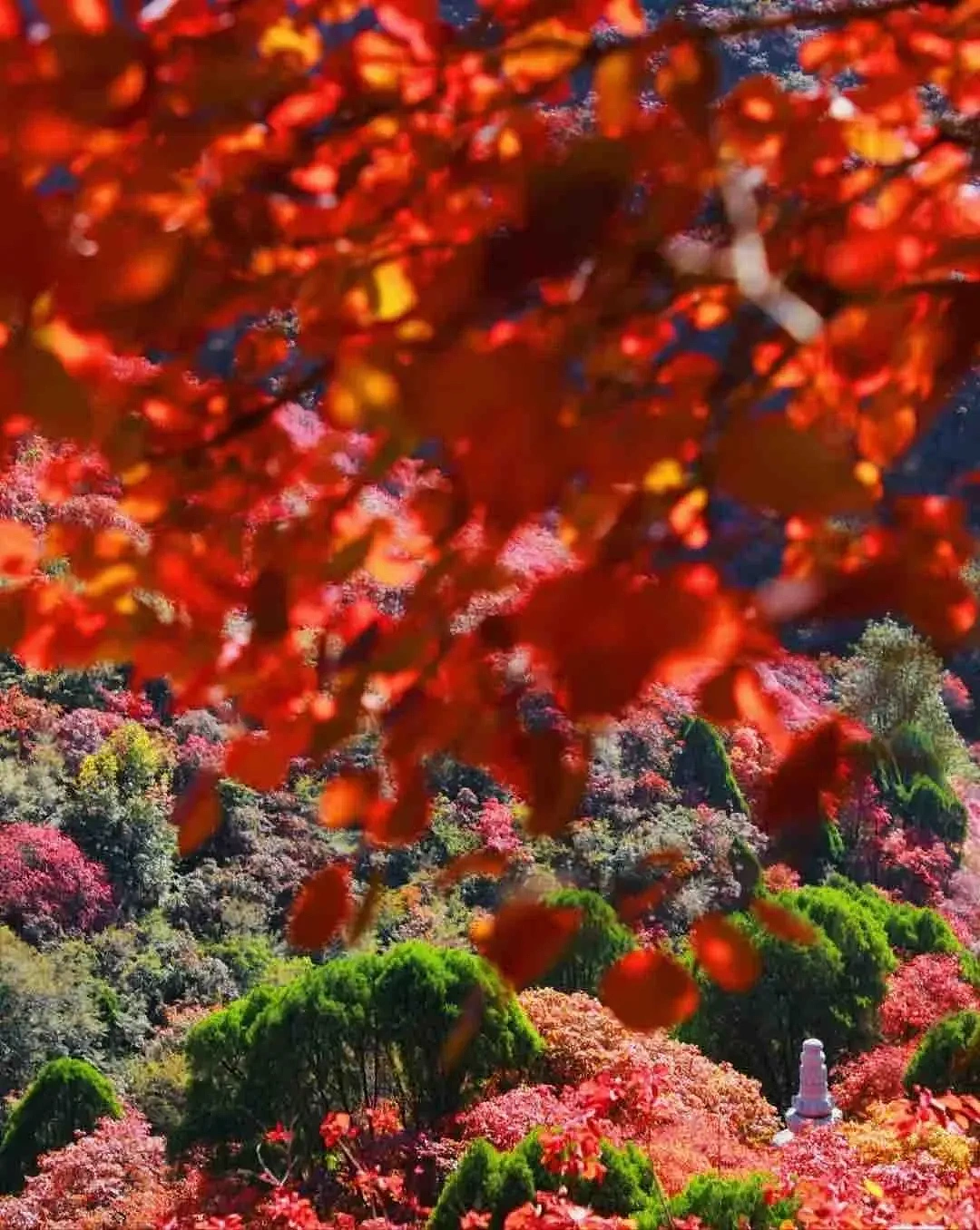 秋的枫叶🍁真的很美