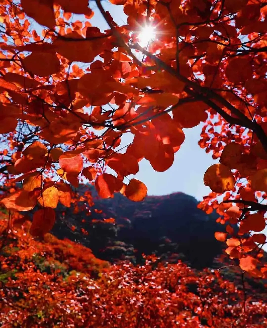 秋的枫叶🍁真的很美