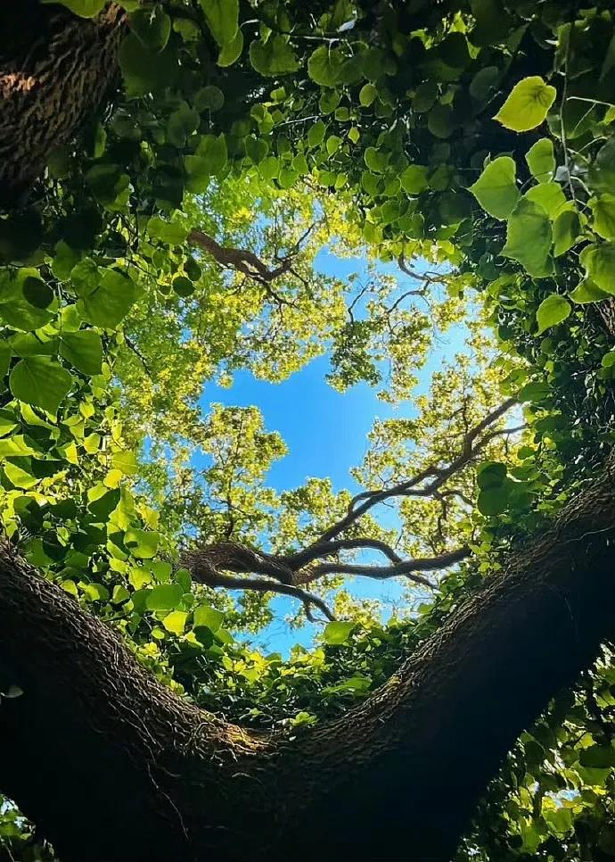 春天的迷人景色,一颗大树