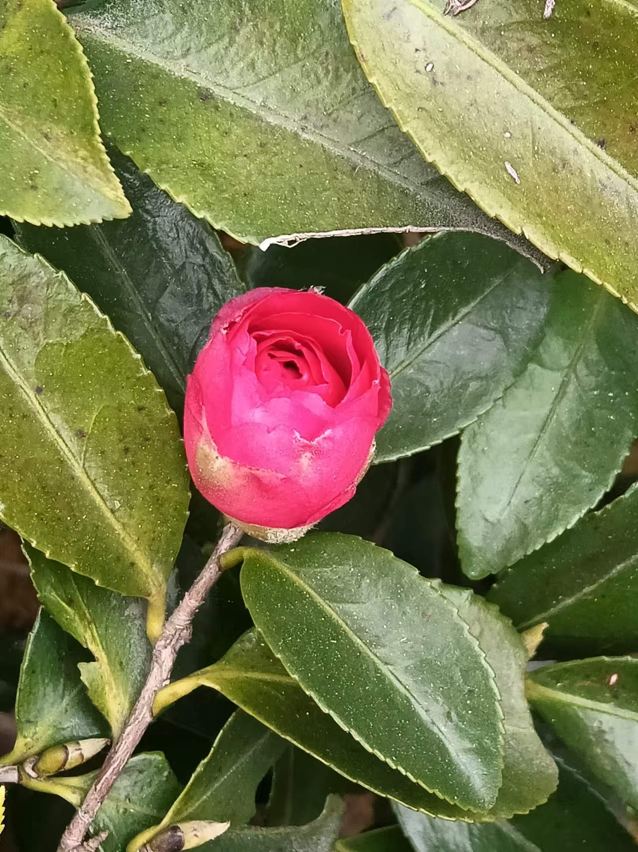 原创摄影作品系列之-茶花系列（图ZMzgzMDc3MTI0） - 品牌 - 站酷设计师普兰堂999留古今D原创素材 - 站酷ZCOOL