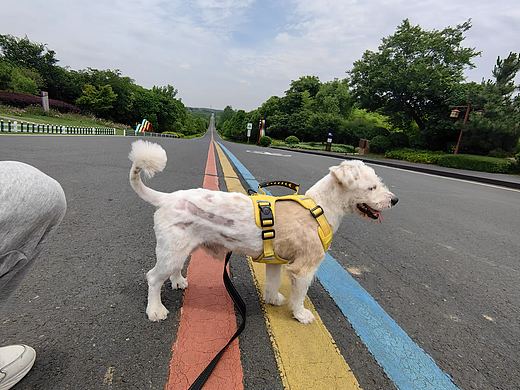 剃毛失手了怎么办