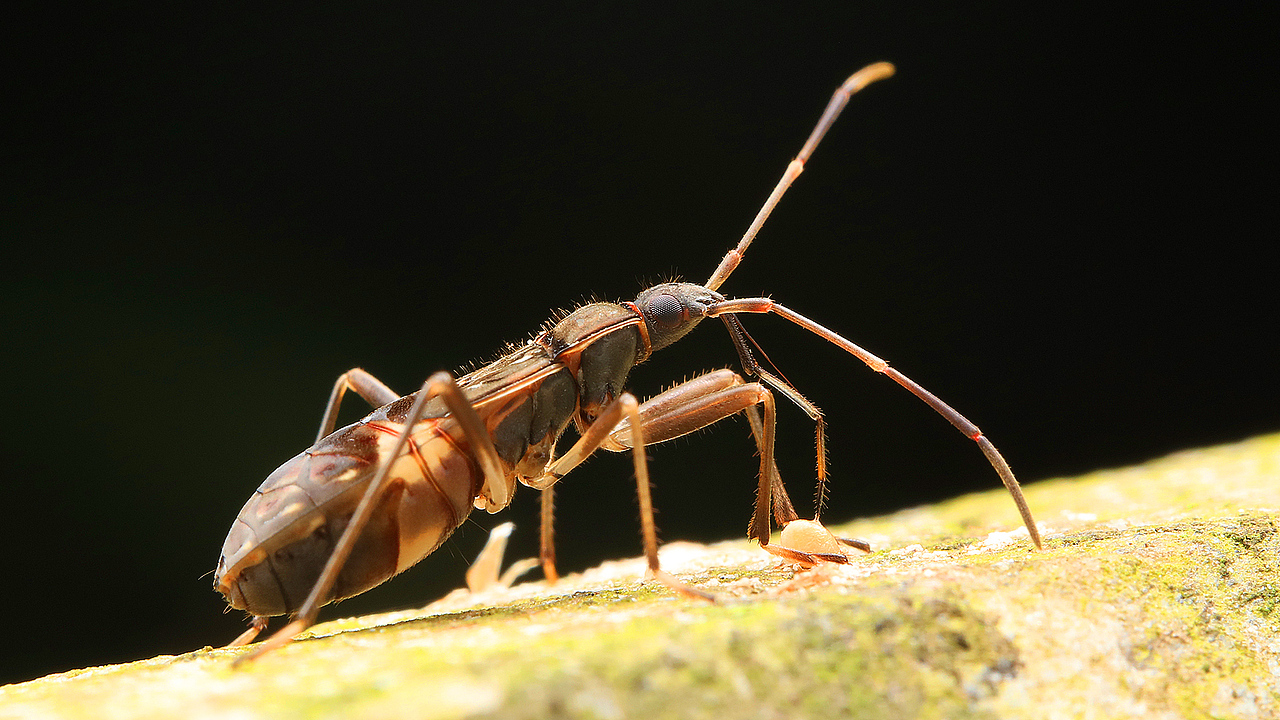 虫虫世界二（图ZMzgzMTI0MTcy） - 宠物摄影 - 站酷设计师顺影视线原创素材 - 站酷ZCOOL