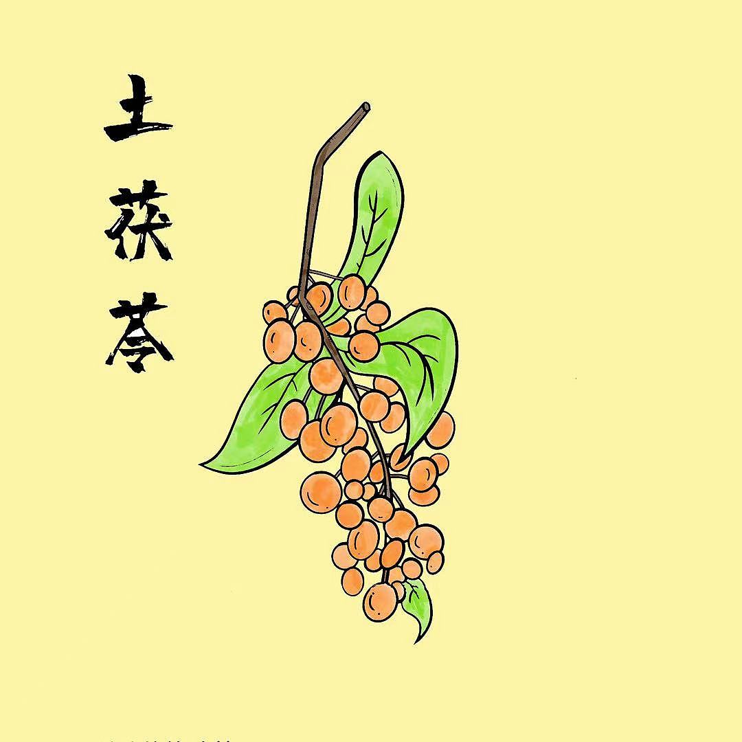 中草药植物