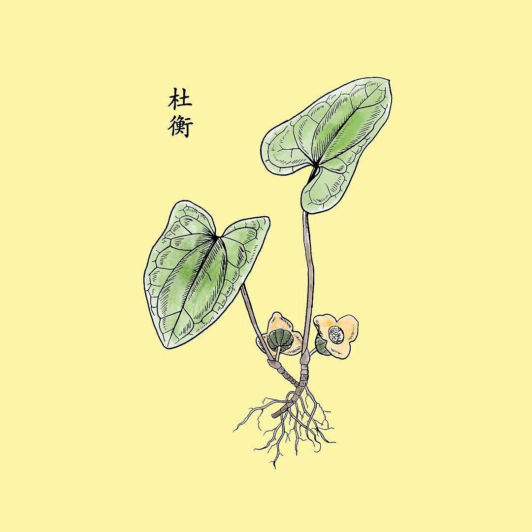 中草药植物