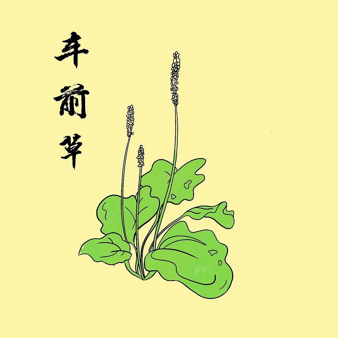 中草药植物