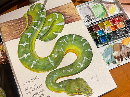 画条绿色的蛇🐍（亚马孙树蚺）