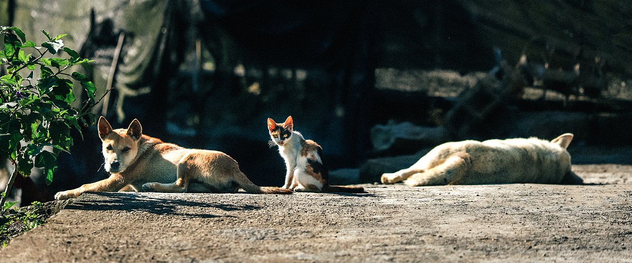 随拍”2024年飞云集摄影作品展示（图ZMzgzMjIzODI0） - 人文/纪实摄影 - 站酷设计师城南旧事yfy原创素材 - 站酷ZCOOL