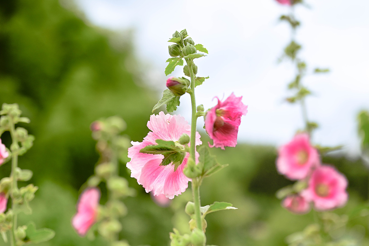 日常小记（图ZMzgzMjM4NTEy） - 其他摄影 - 站酷设计师逍遥一肆原创素材 - 站酷ZCOOL