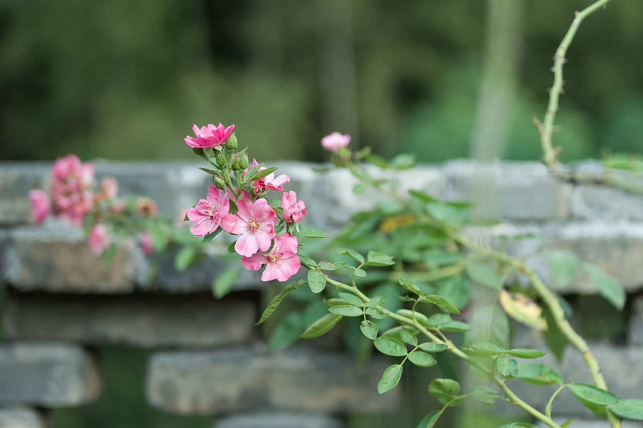 日常小记（图ZMzgzMjM4NTI4） - 其他摄影 - 站酷设计师逍遥一肆原创素材 - 站酷ZCOOL