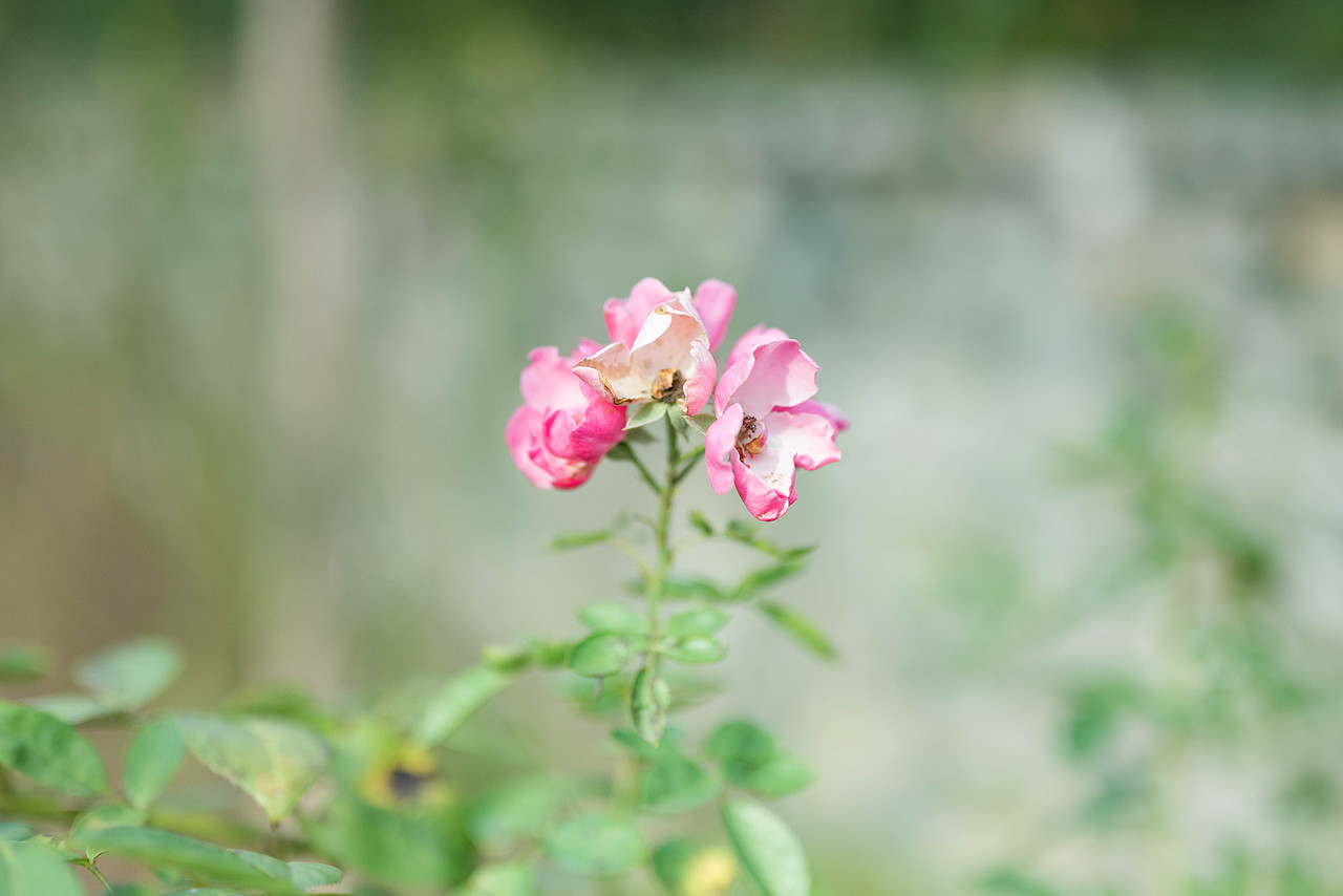 日常小记（图ZMzgzMjM4NTQ0） - 其他摄影 - 站酷设计师逍遥一肆原创素材 - 站酷ZCOOL